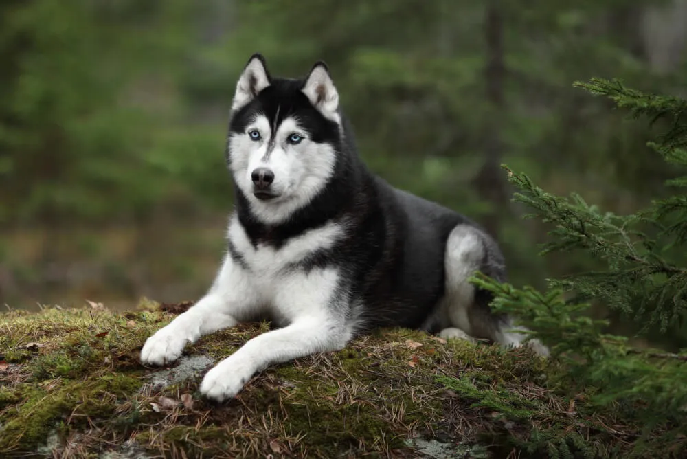 Siberian Husky standing outdoors ready for feeding