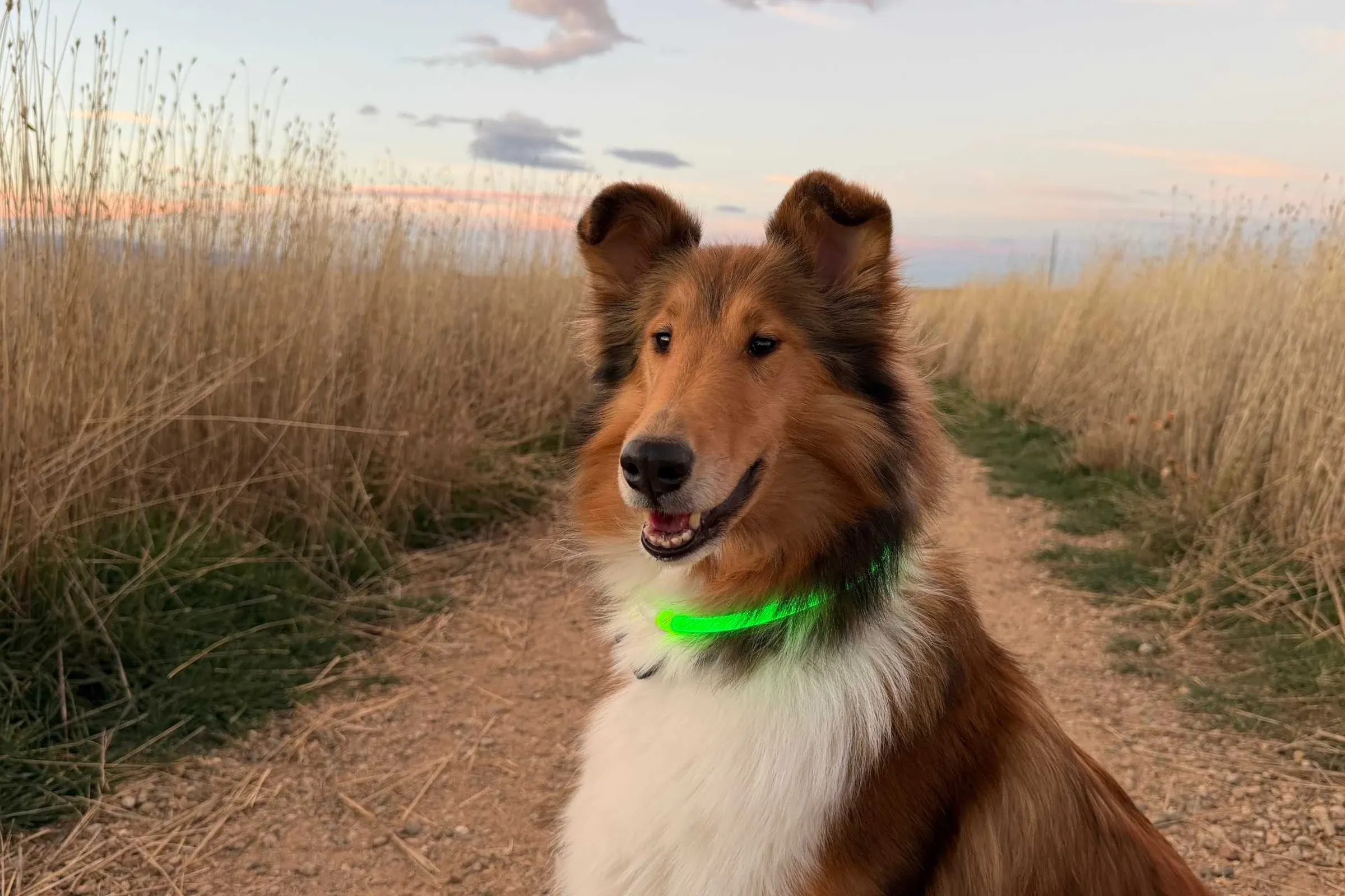 Dog wearing a lightweight green light-up collar at sunset.