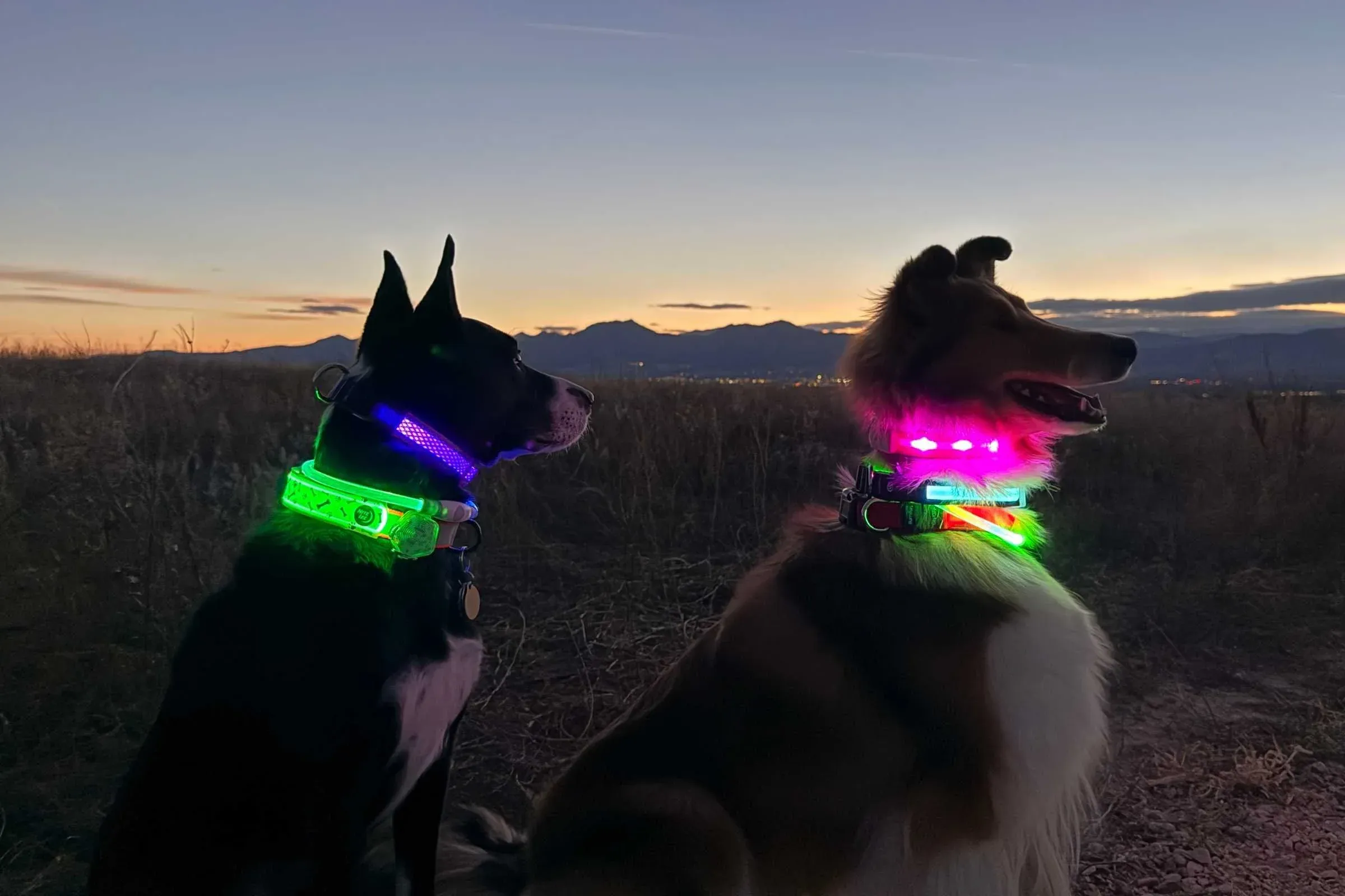Dog wearing bright LED collar visible in dark environment