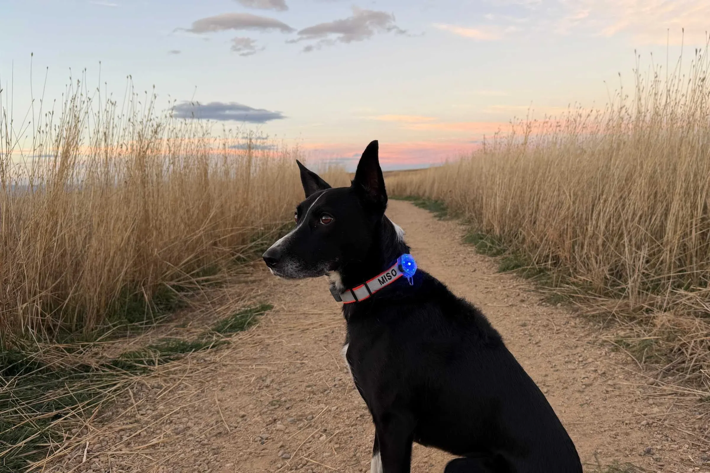 Dog with the Ruffwear Beacon Safety Light attached to her collar.