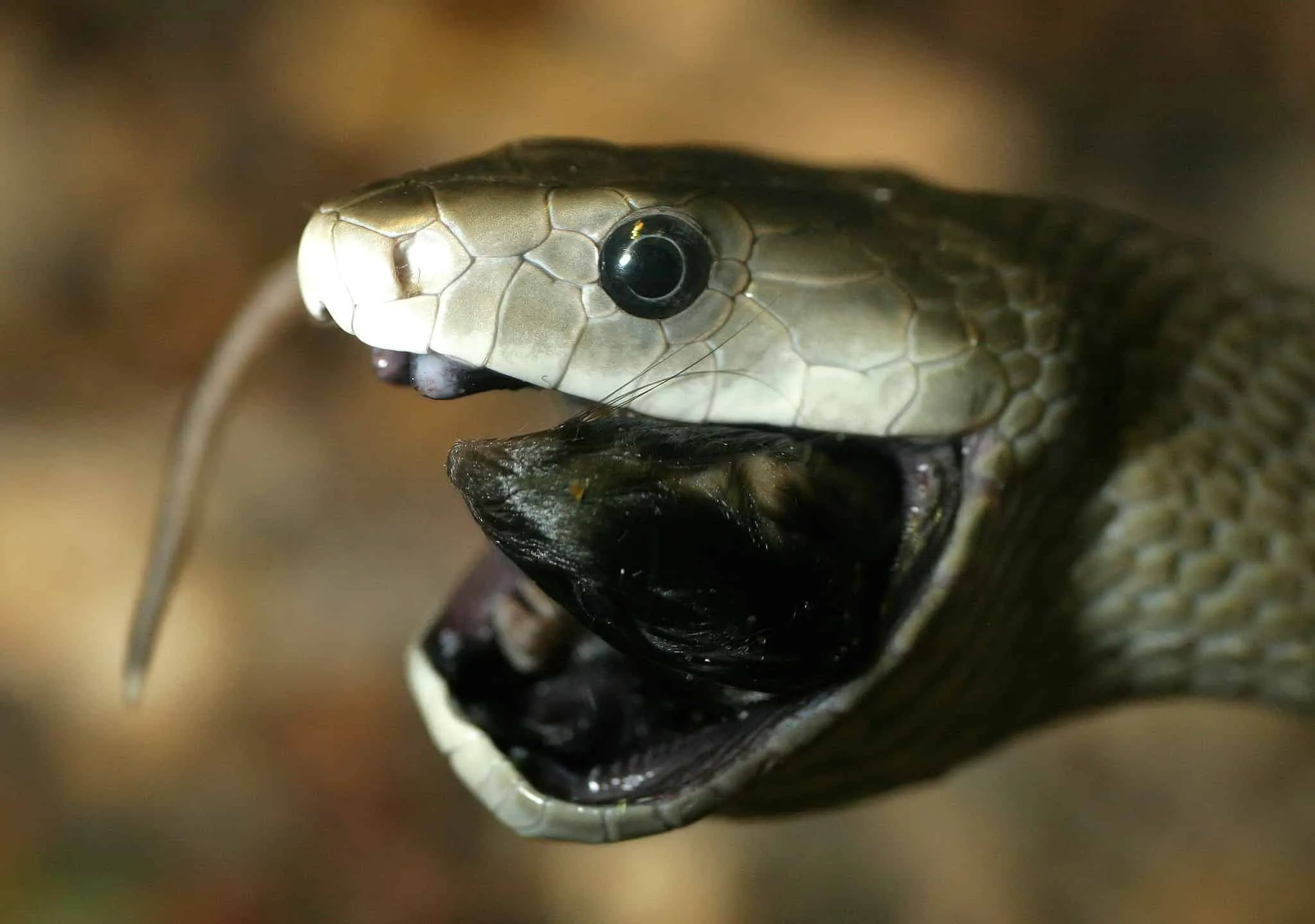 Black mamba coiled on red dirt with open mouth showing fangs