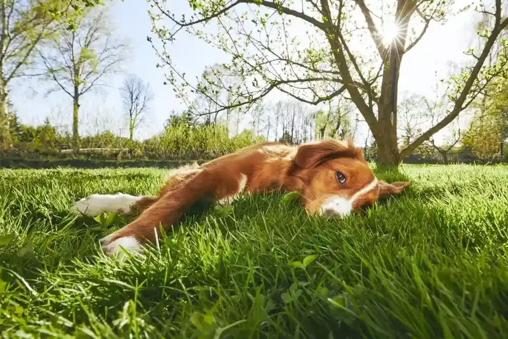 Nova Scotia Duck Tolling retriever laying under a tree outside