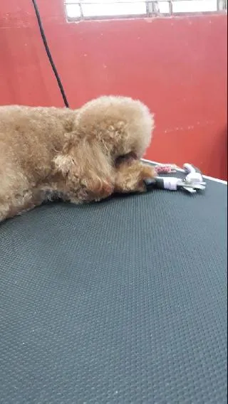 Small dog walking on a leash outdoors