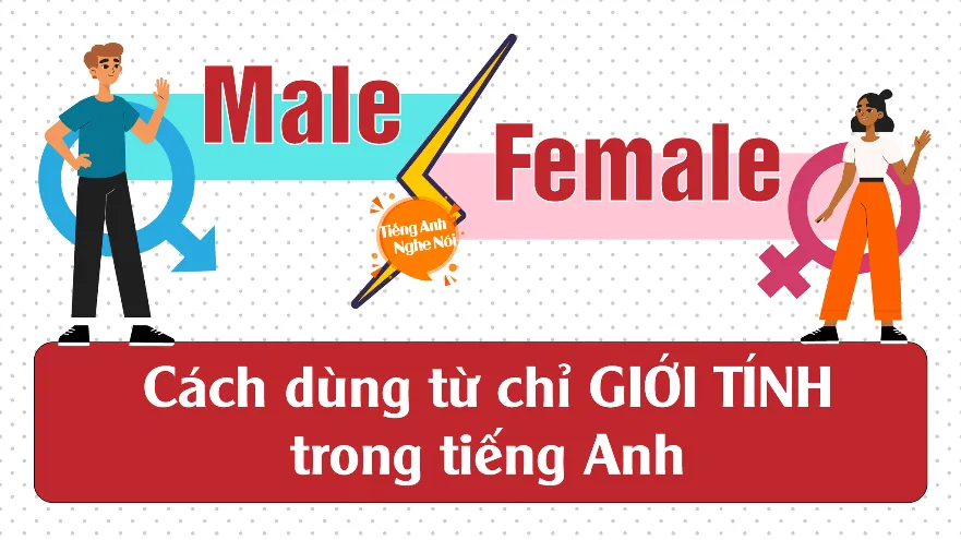 Illustration comparing male and female gender terms in English
