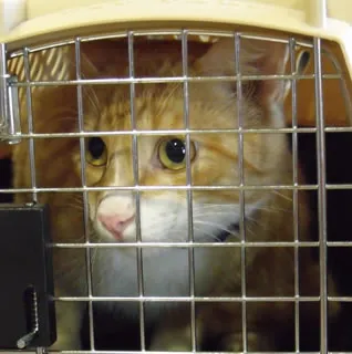 Cat resting in a veterinary recovery kennel