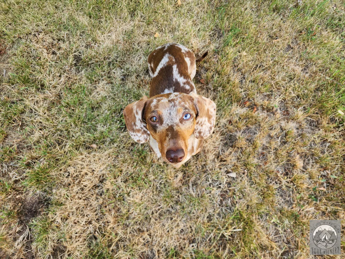 Dachshund puppy standing outdoors during early potty training practice