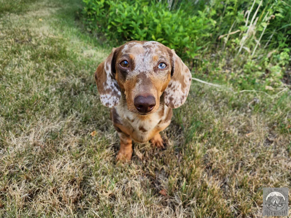 Dachshund sitting calmly on grass near its designated outdoor potty area