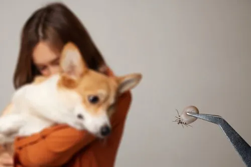 Veterinarian holding a tick with tweezers after removing it from a corgi dog