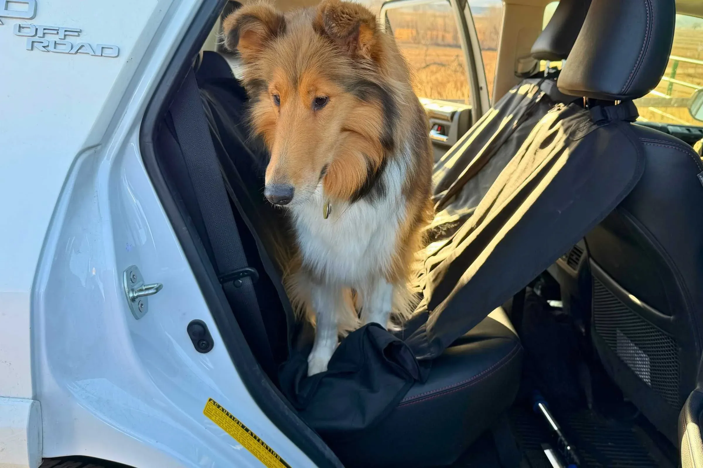 Dog standing on poorly fitted dog car seat cover
