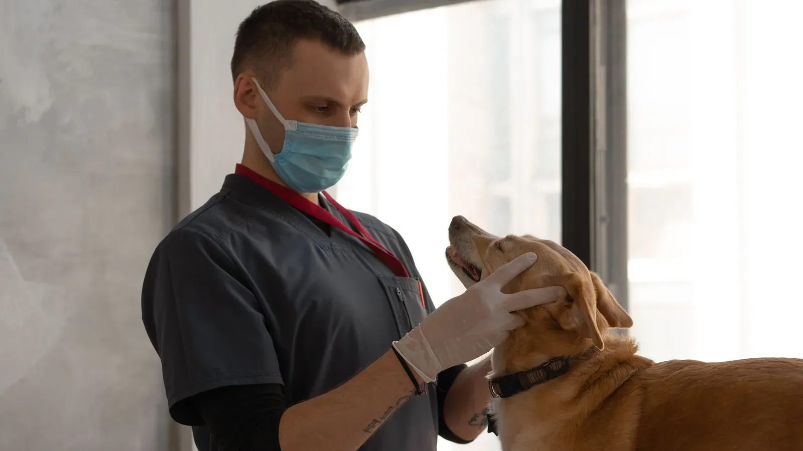 A veterinarian wearing a mask examines a dog indoors, focusing on patient care