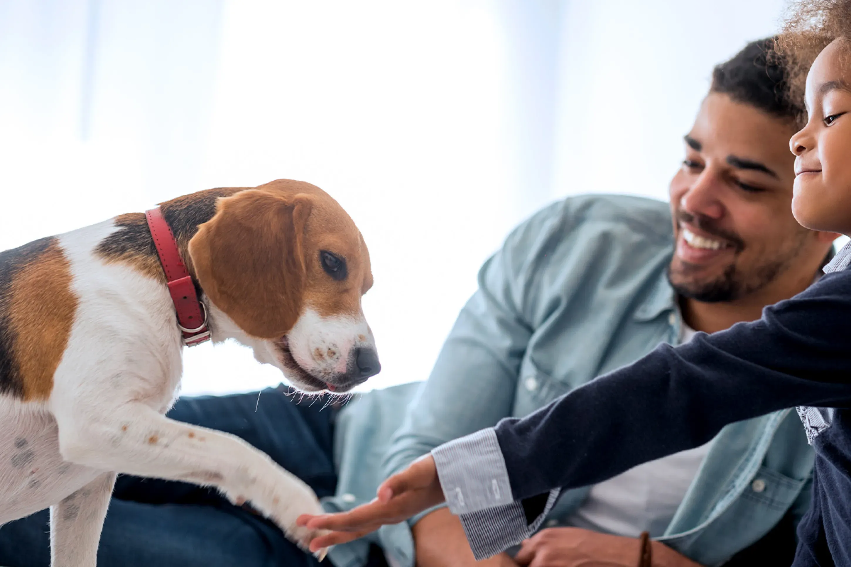 A father and his daughter play with their beagle puppy on the floor of a living room