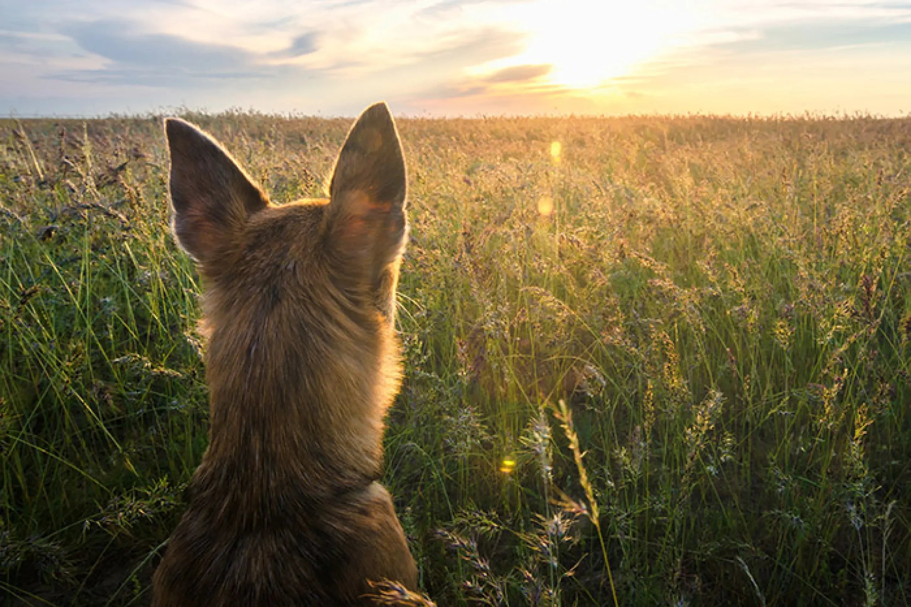 Dog calmly watching a sunset after an evening walk