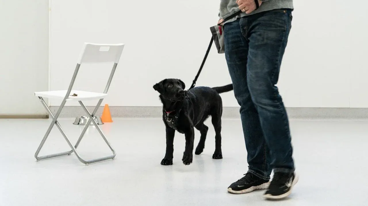 Certified dog trainer working with black Labrador at Good Dog Port Coquitlam