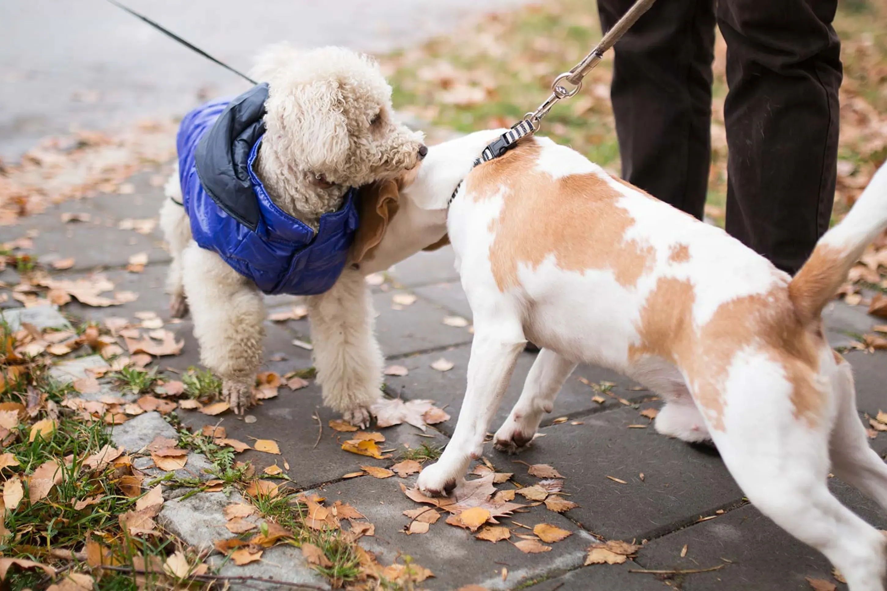Two dogs meeting and sniffing each other outdoors on leashes