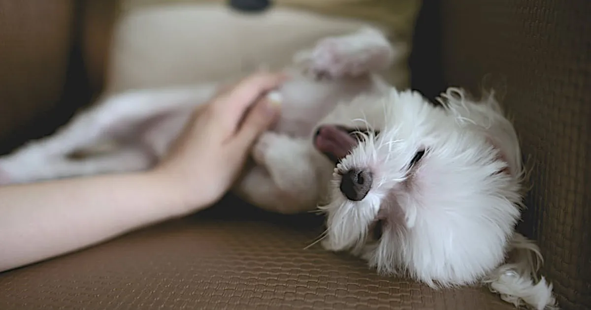 First-time pet sitter preparing for a dog boarding stay