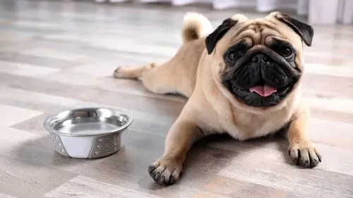 Article preview image related to pet care and dog behavior
