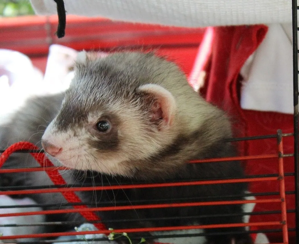 Ferret being examined for signs of heartworm infection