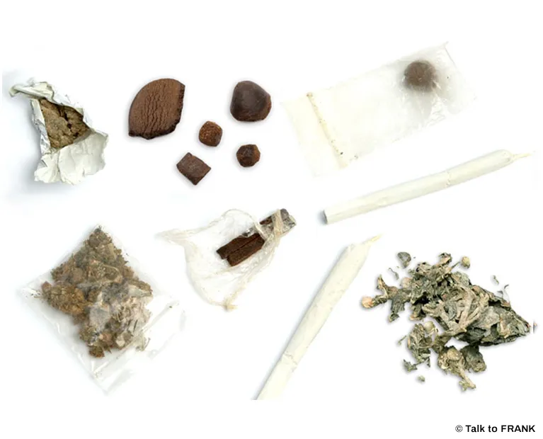 Cannabis leaves representing a plant-based drug often used in different forms