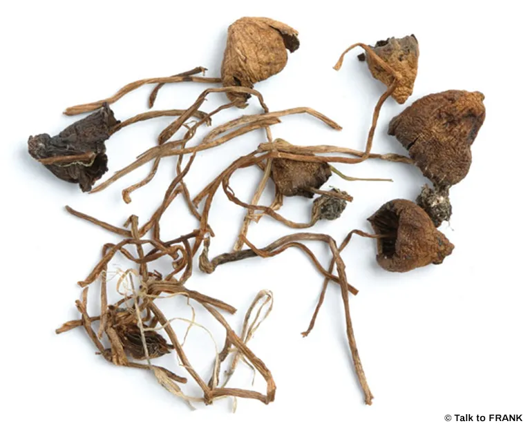 Wild magic mushrooms growing in a natural setting