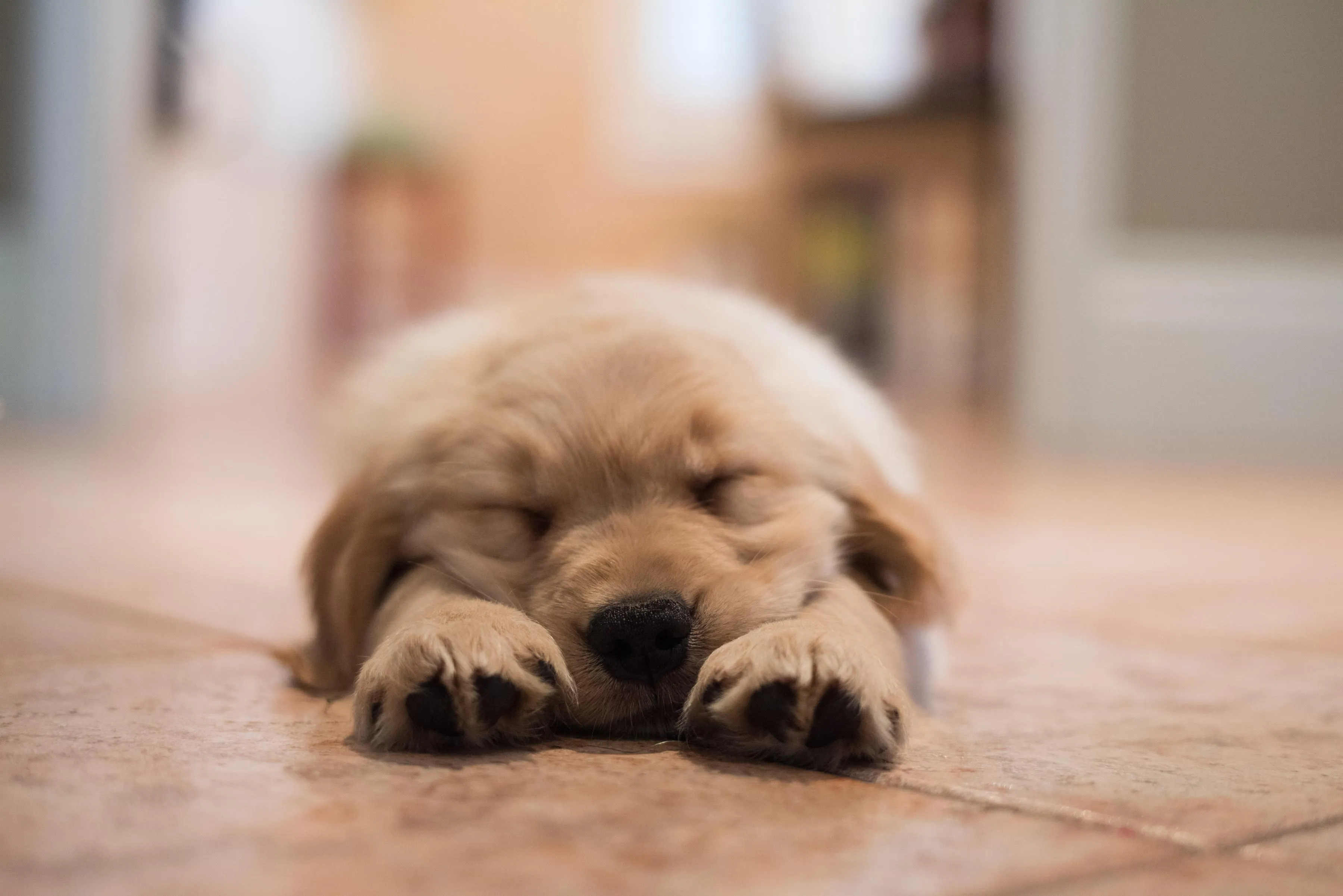 Golden Retriever puppy sleeping stretched out on the floor after training session