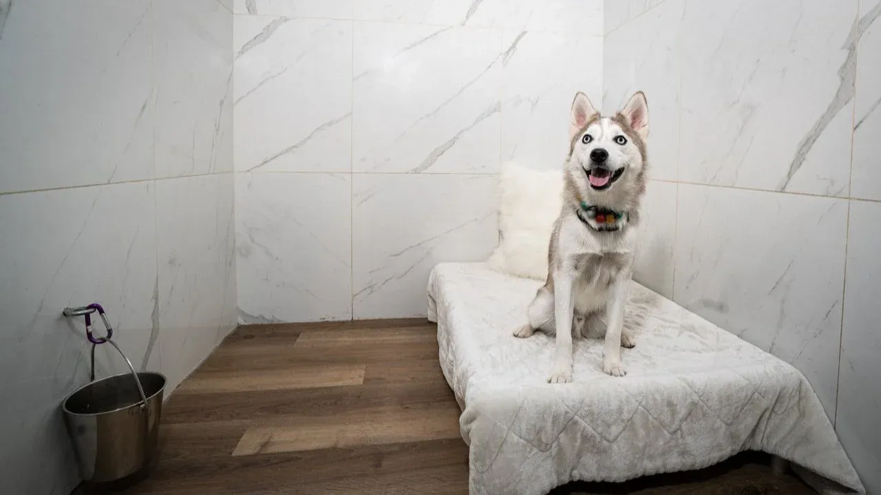 Husky relaxing in luxury boarding suite at Good Dog Tri-Cities