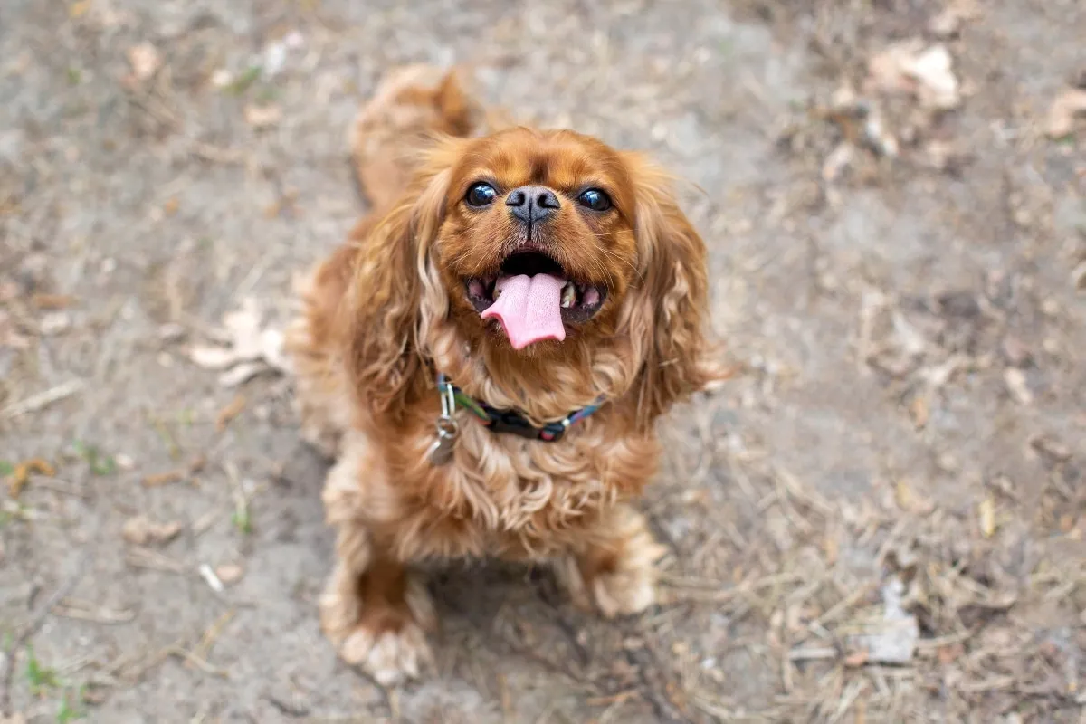 Adorable dog with soulful eyes filled with love and longing.