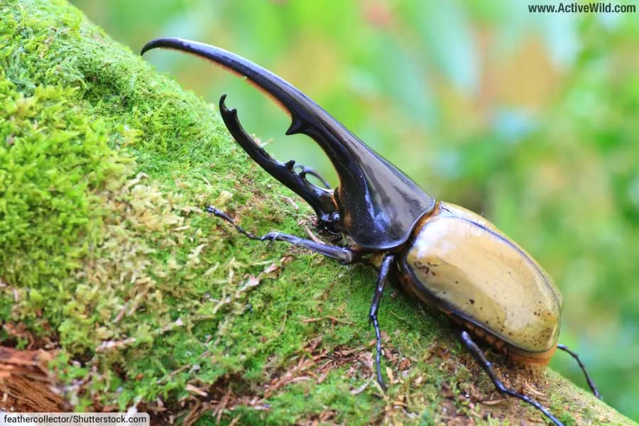 Hercules Beetle