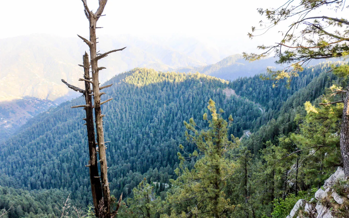 Dense pine forest surrounding Thandiani hill station with misty weather conditions