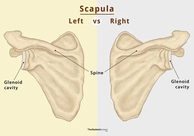 Left and right scapula comparison showing orientation differences