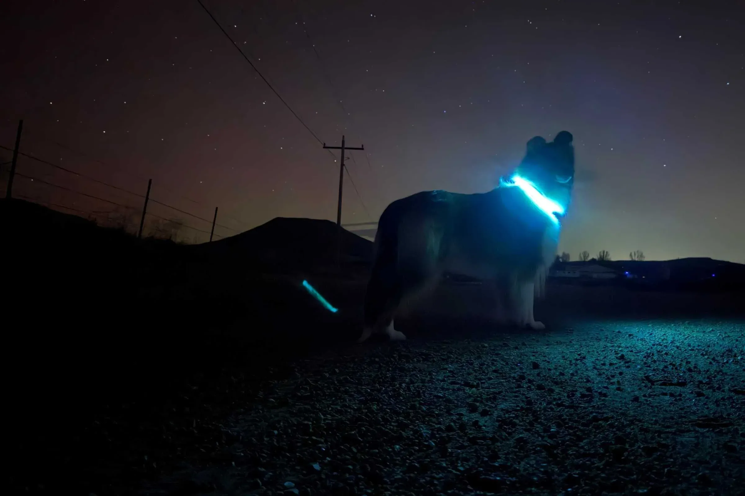 Dog wearing LED collar during outdoor adventure