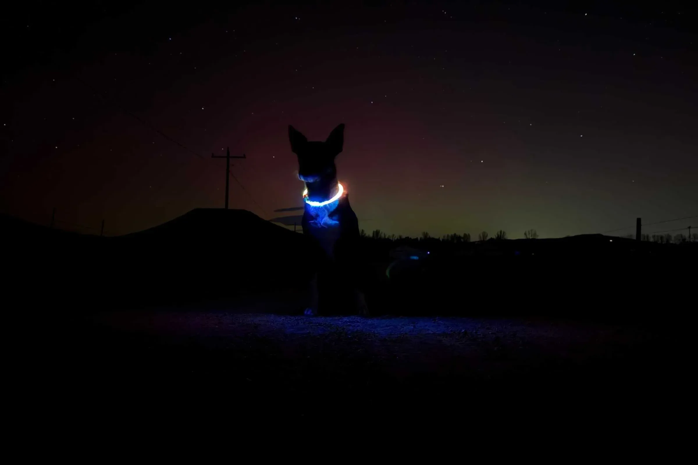 Multi-color LED collar showing different light mode options