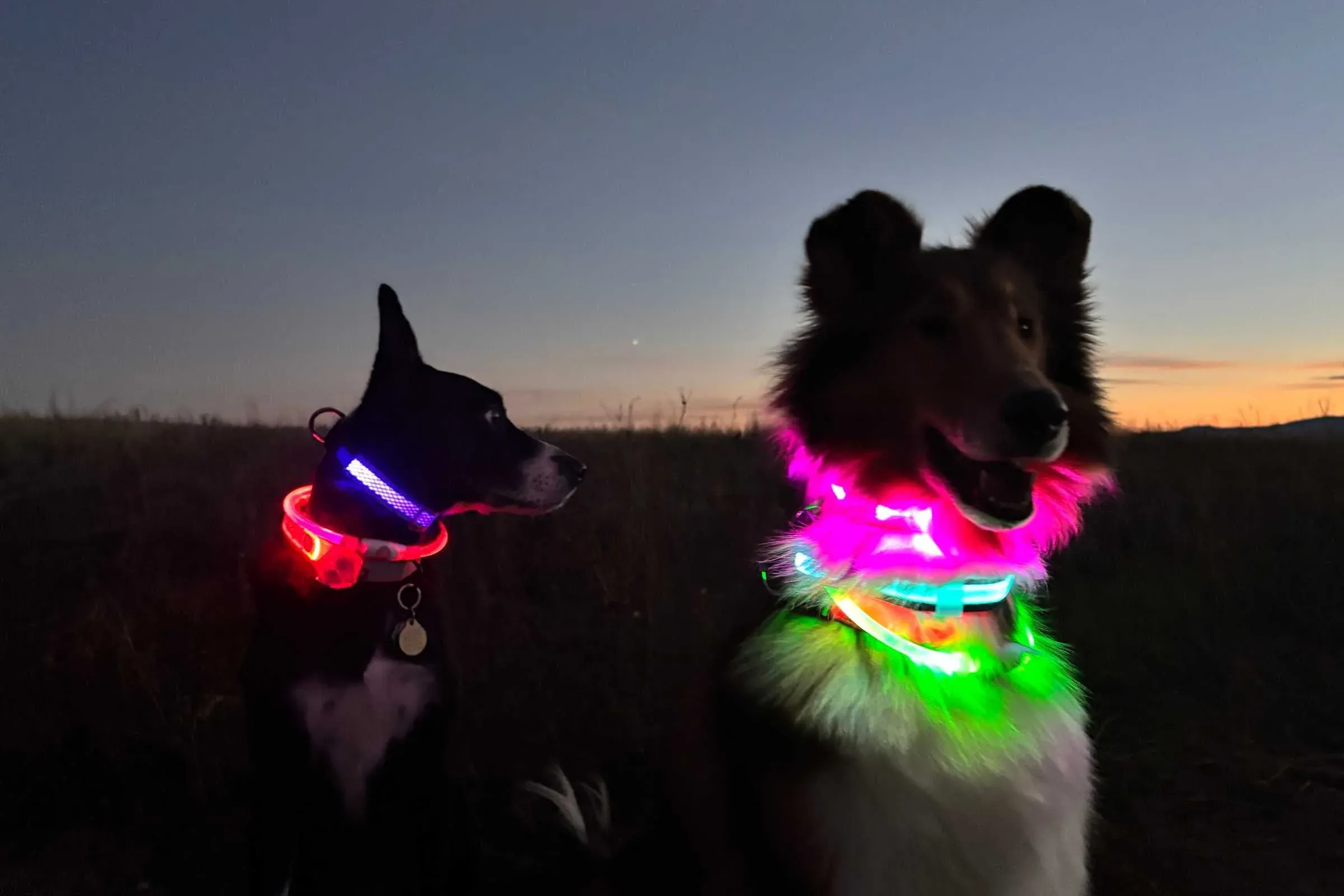 Two dogs wearing multiple light up dog collars to compare brightness and visibility.