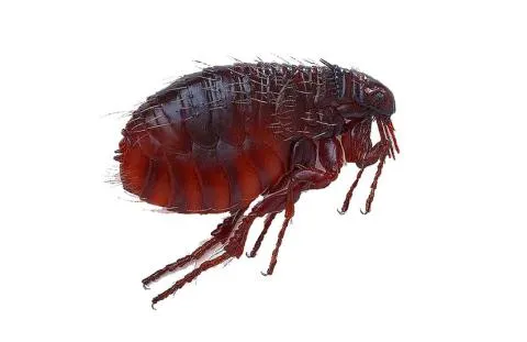 Close-up of a flea embedded in a dog's fur causing skin irritation