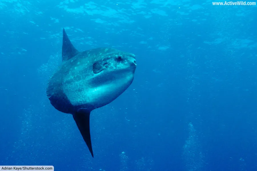 Ocean Sunfish