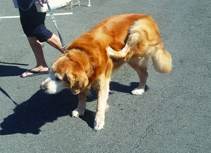 Dog scratching itself due to itchy, irritated skin