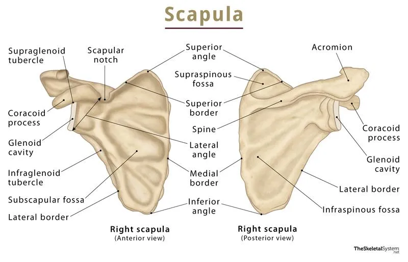 Labeled scapula parts including spine, acromion, and glenoid fossa