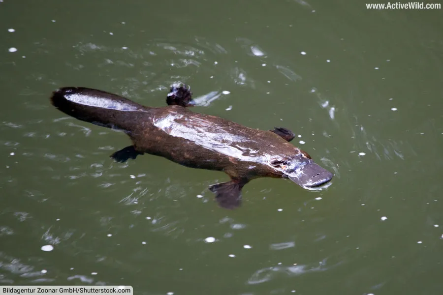 Platypus Swimming