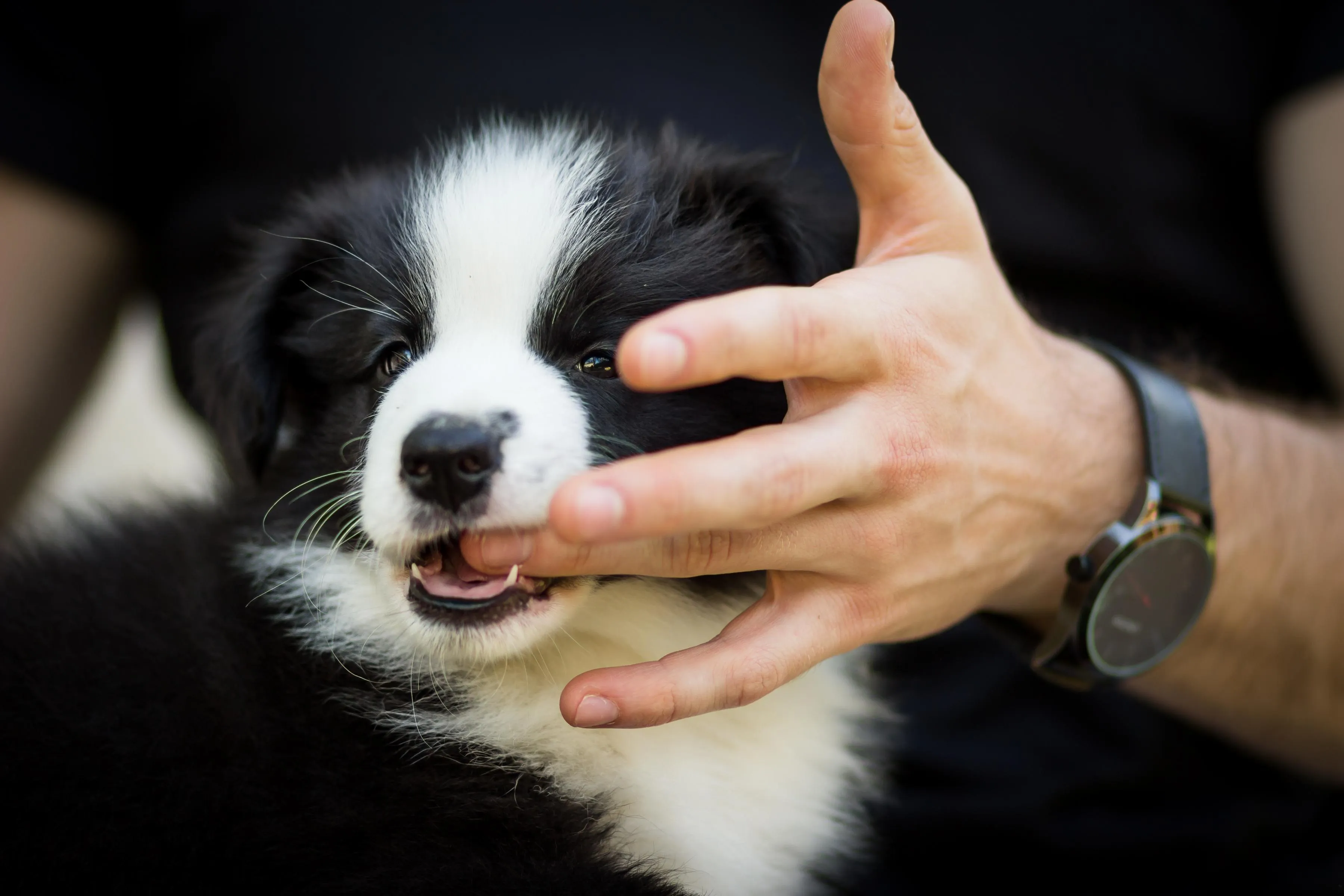 Puppy biting hand to relieve teething needing toy play