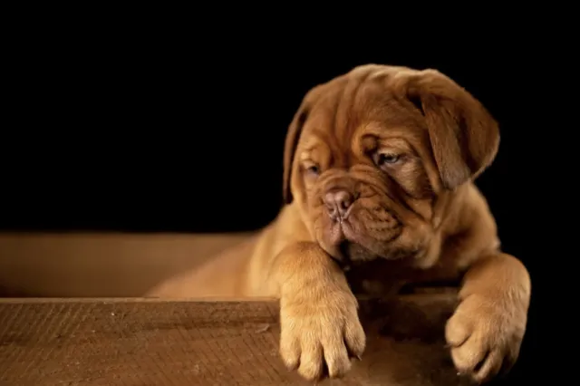Puppy in basket