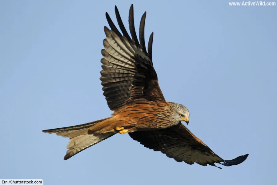 Red Kite