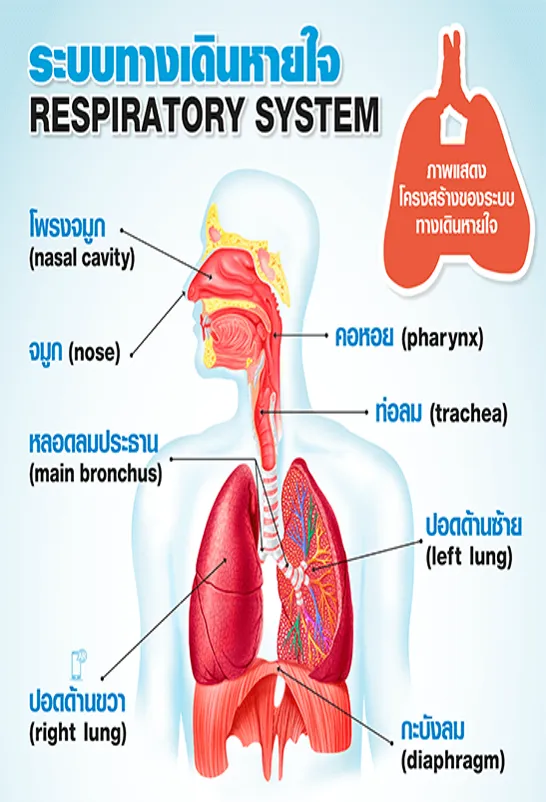 Diagram of the human respiratory system showing lungs and airways