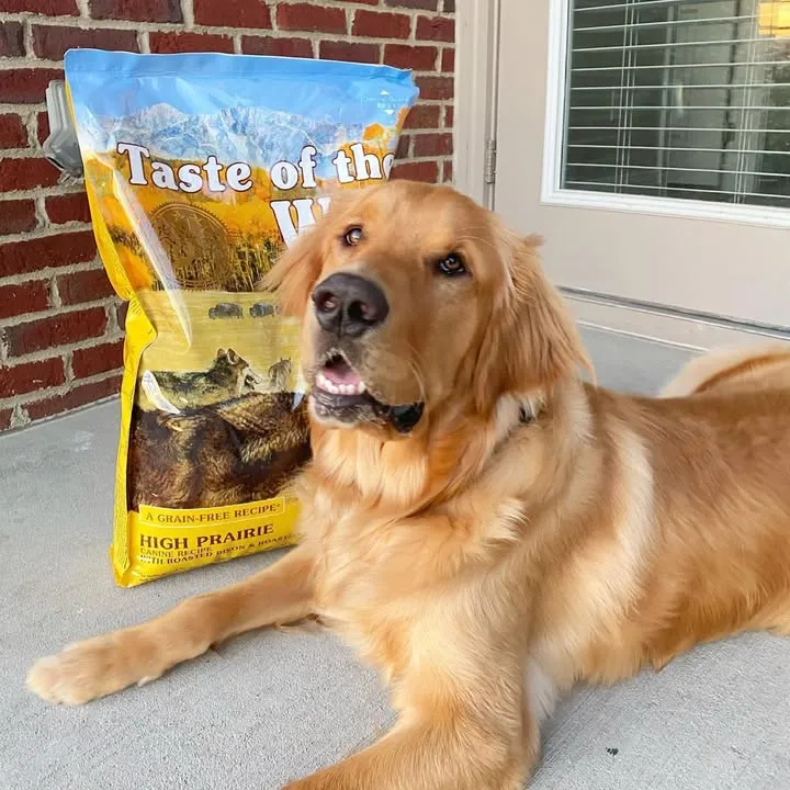 A retriever dog lying on the ground next to a bag of High Prairie Canine Recipe.