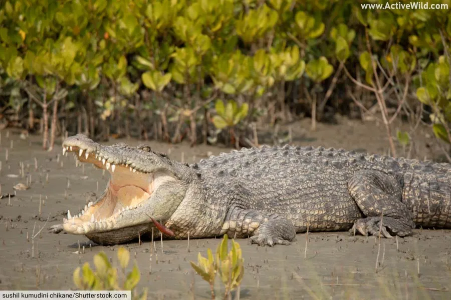 Saltwater Crocodile