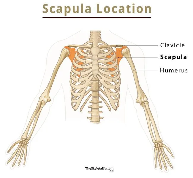 Scapula location and relation to chest wall