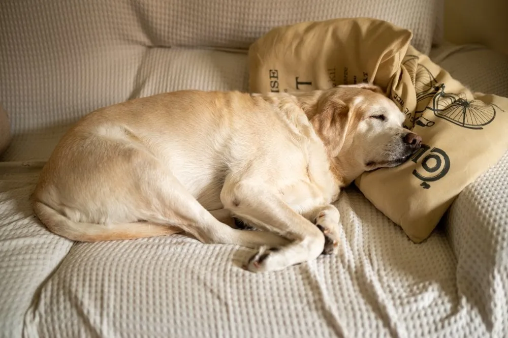 Senior Labrador dog resting comfortably on a sofa at home