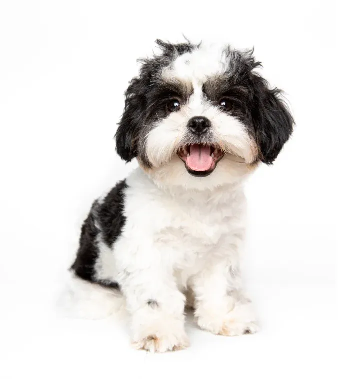 Shih Tzu puppy during a training session