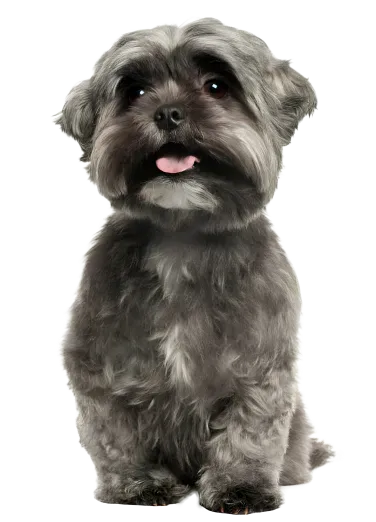 Shih Tzu health illustration showing common breed concerns