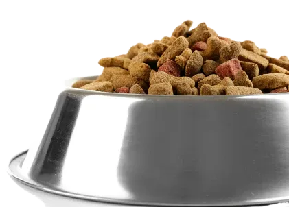 Small dog eating from a bowl representing diet considerations