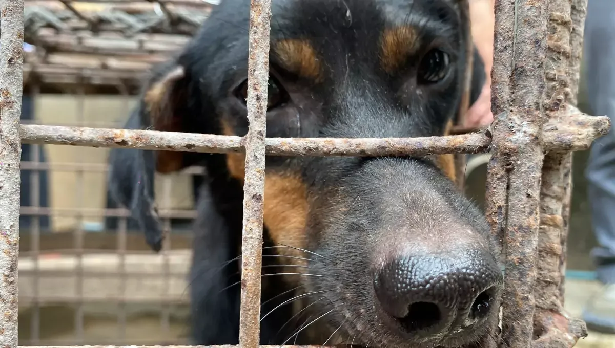 Rescued dogs recovering after being freed from cages during a meat trade raid