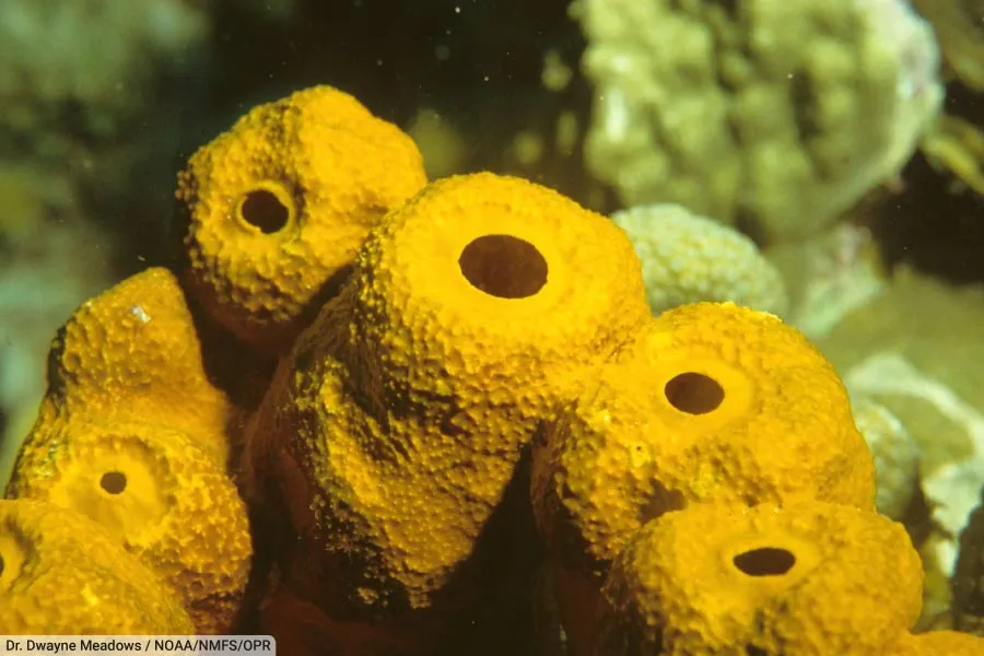 Sponge